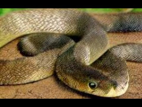 Snake video online comedy